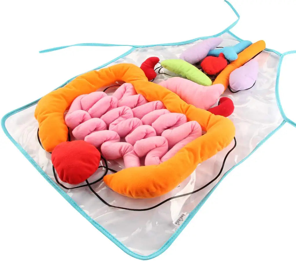 Lernschürze Anatomie – Menschliche Organe Spielerisch Entdecken