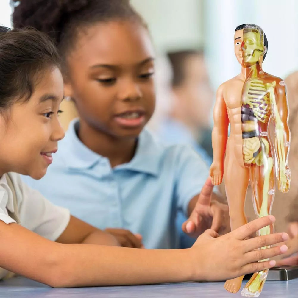 Anatomie Lernmodell für Kinder