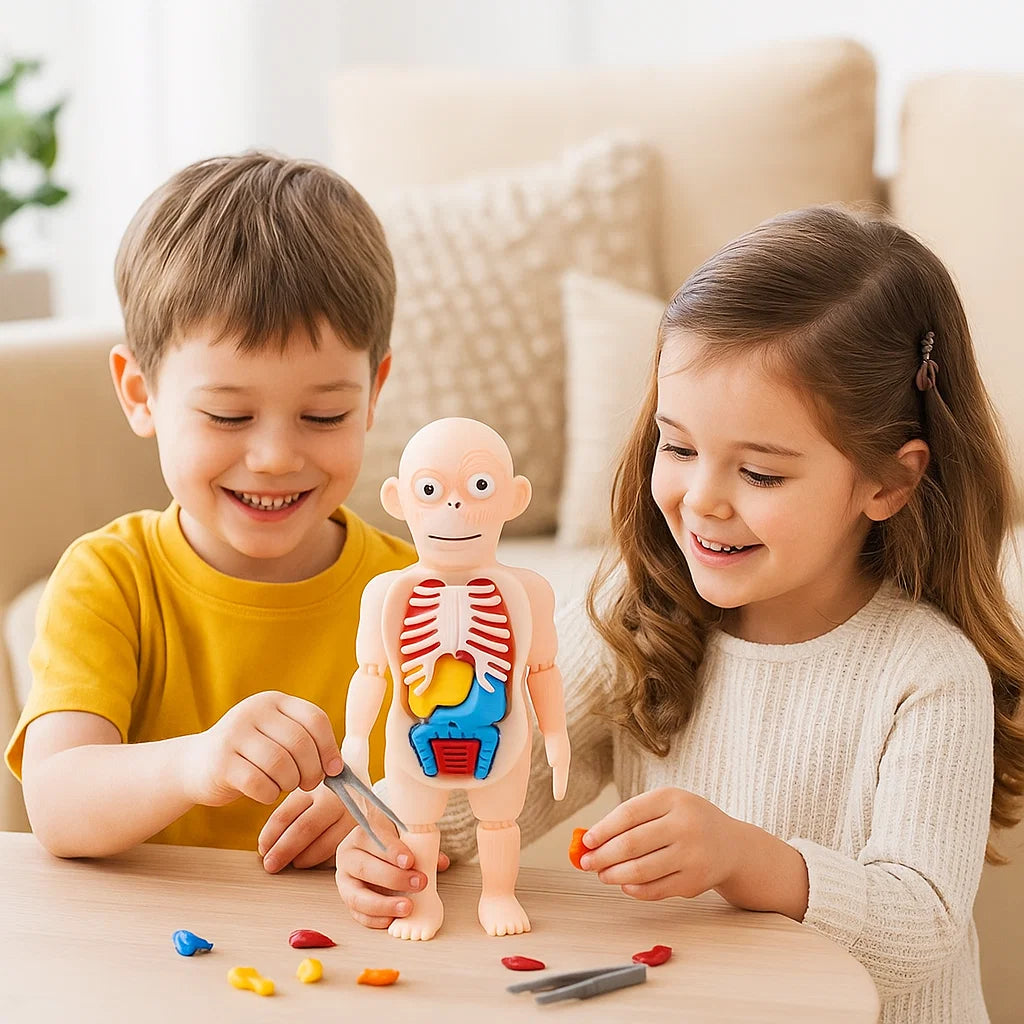 3D-Anatomie-Model für Kinder – Lernspielzeug mit Organen