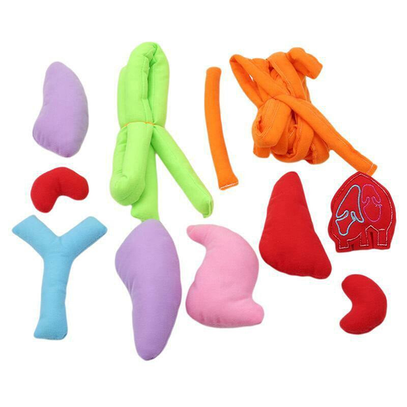 Lernschürze Anatomie – Menschliche Organe Spielerisch Entdecken