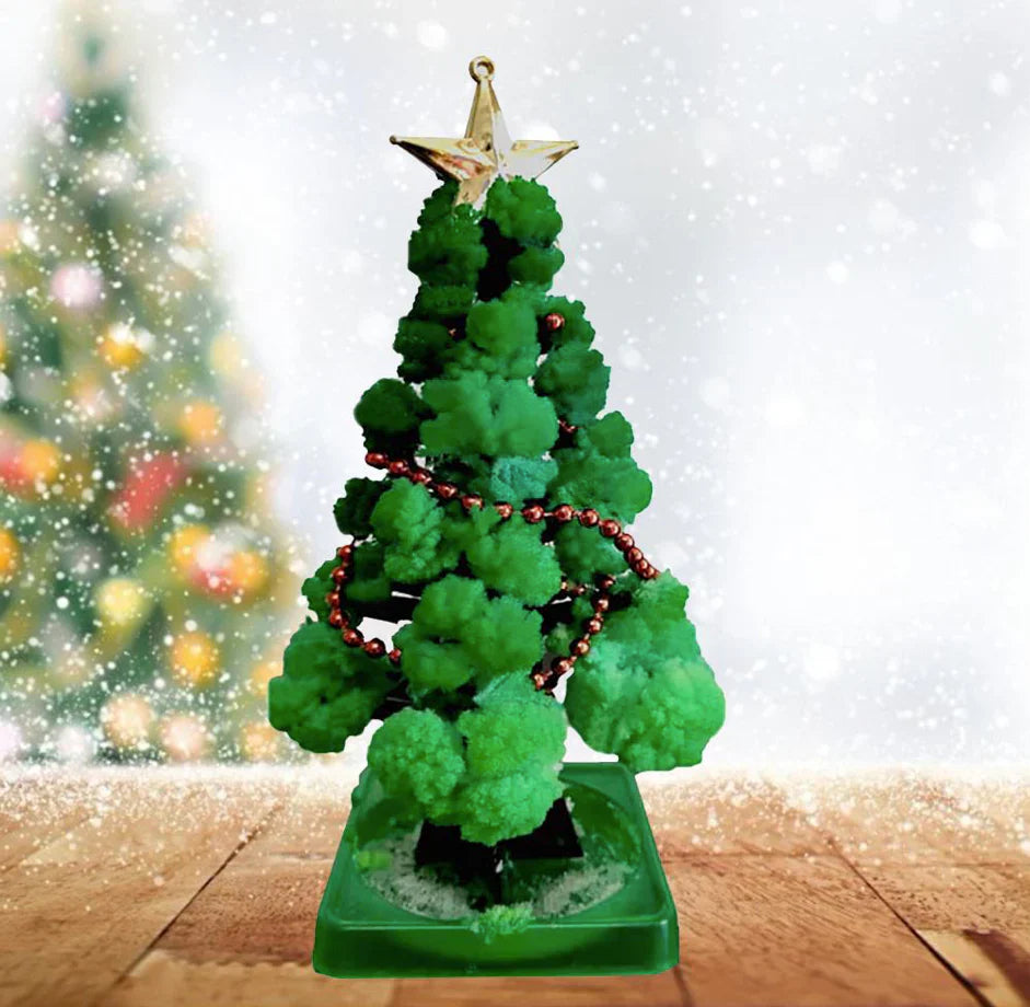 Magische Weihnachten – DIY Weihnachtsbaum-Anzuchtset (1+1 GRATIS)
