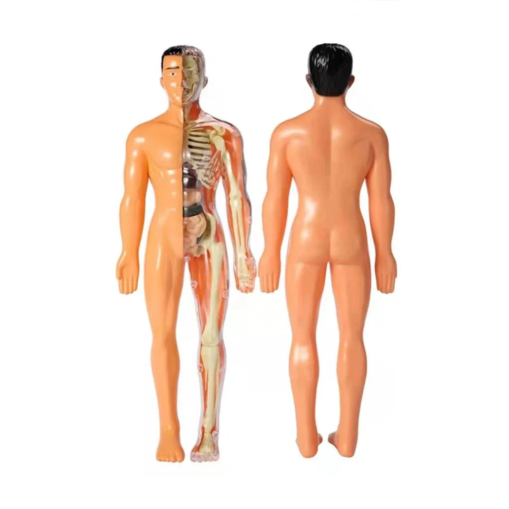 Anatomie Lernmodell für Kinder